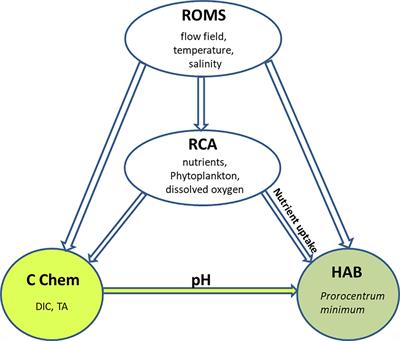 Coupled Carbonate Chemistry - Harmful Algae Bloom Models for Studying Effects of Ocean Acidification on Prorocentrum minimum Blooms in a Eutrophic Estuary